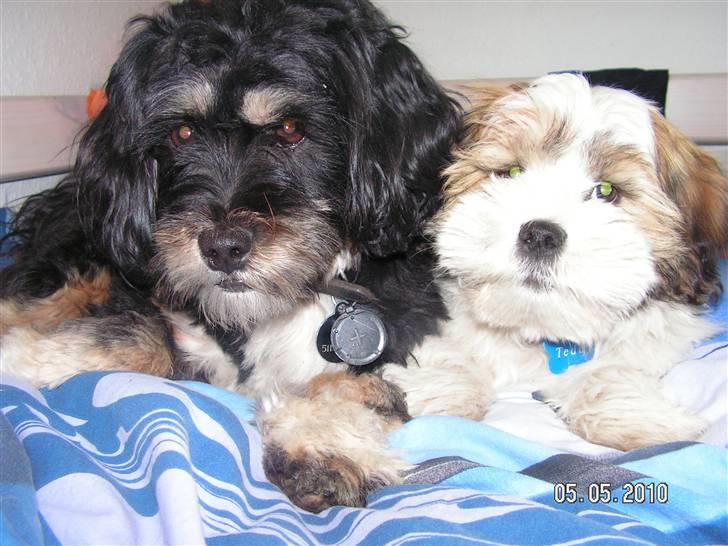 Blanding af racer Teddy - teddy putter sammen med sin storebror max billede 5