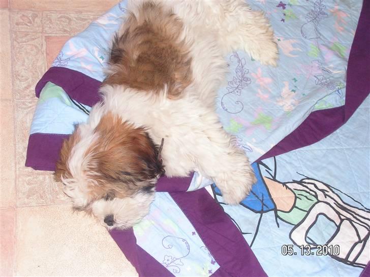 Blanding af racer Teddy - teddy tar en lur. Z Z Z Z Z Z Z billede 6