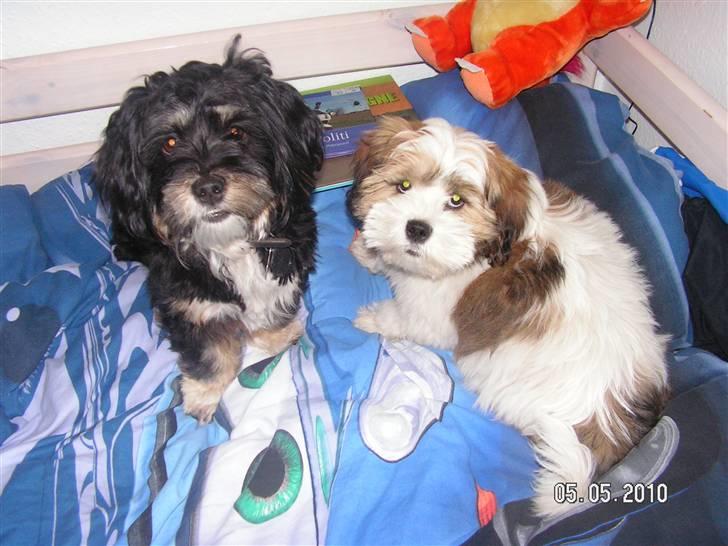 Blanding af racer Teddy billede 7