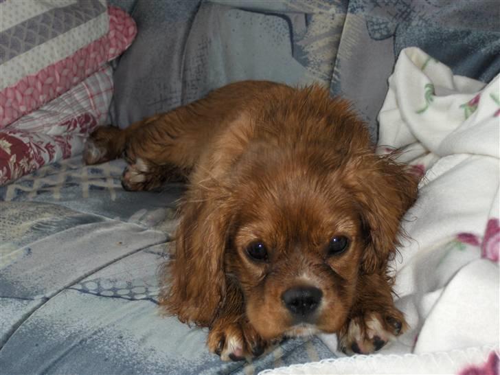 Cavalier king charles spaniel Souviniers Emily (Emmy) 06.01.2010 - 22.07.2011 billede 11