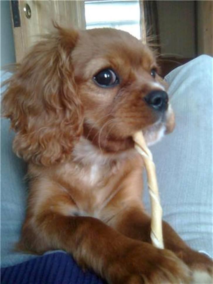 Cavalier king charles spaniel Souviniers Emily (Emmy) 06.01.2010 - 22.07.2011 billede 12