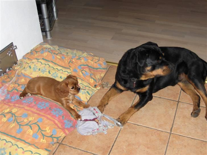 Cavalier king charles spaniel Souviniers Emily (Emmy) 06.01.2010 - 22.07.2011 billede 13