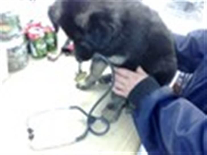 Blanding af racer Balou - Balou som hvalp (: billede 2