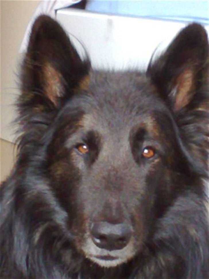 Blanding af racer Balou billede 3