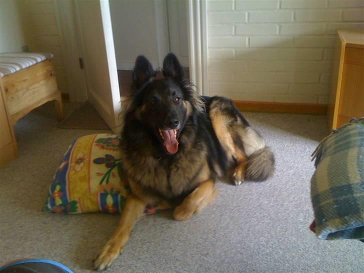 Blanding af racer Balou billede 4