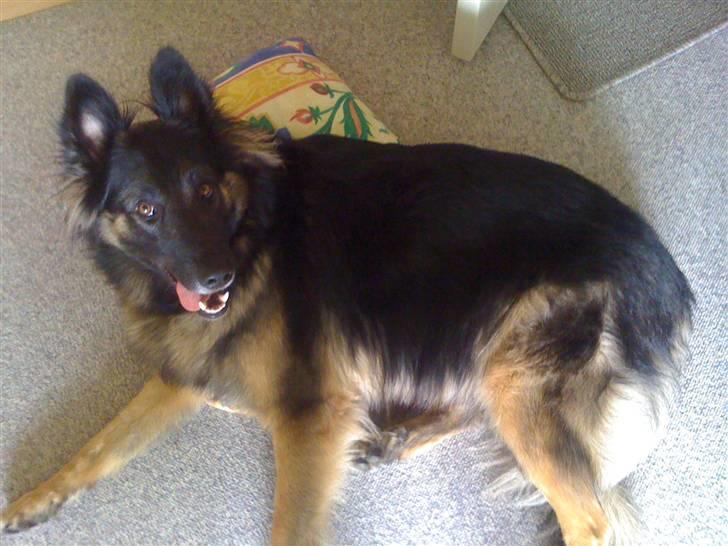 Blanding af racer Balou billede 5