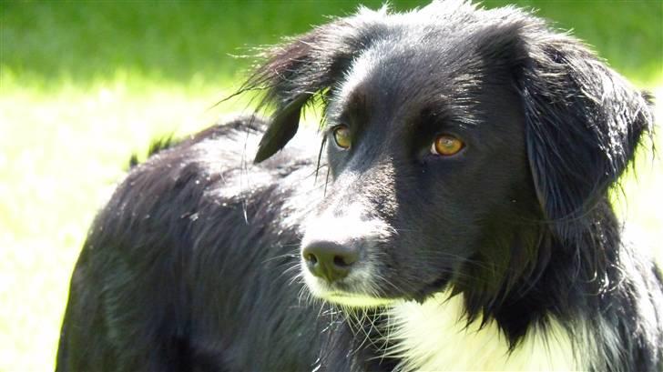 Blanding af racer Nuga - Nu er du 1 år og 3 måneder. Flot pige:) billede 15