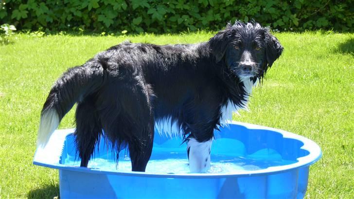 Blanding af racer Nuga - Kom nu moar, jeg var lige midt i noget!! billede 16