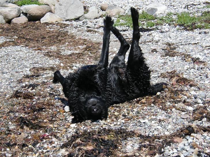 Labrador retriever Buster billede 10