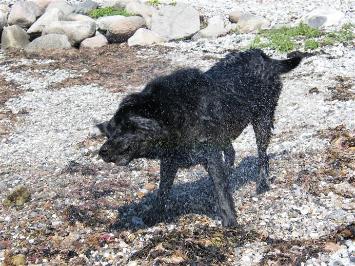 Labrador retriever Buster billede 11