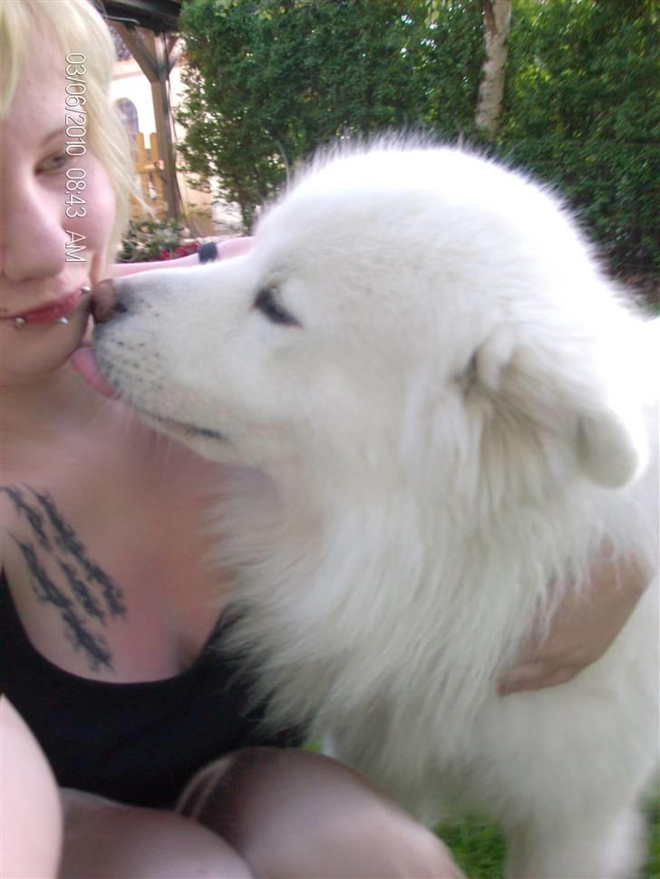 Blanding af racer Tyson - Tyson kan nu godt li at gi mig mys ^^,<3 billede 15