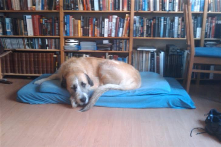 Blanding af racer Walter - Walter foran reolen på sit "tæppe" = en junior madras fra jysk! billede 1