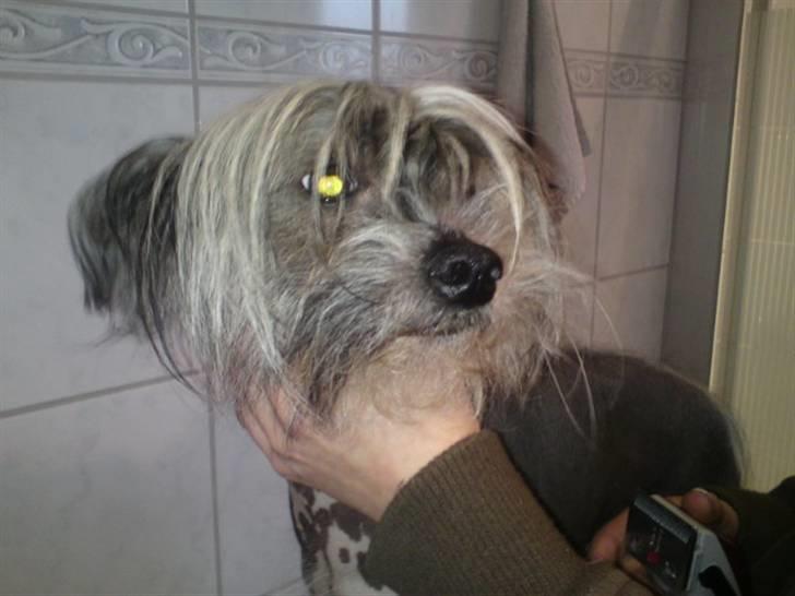 Chinese crested hårløs Barbacoma Ondeggiando Sol - Sådan så solo ud da jeg fik ham.. Jeg fik dog hurtig klippet ham i hovedet.. :) Og sikke en skønhed der gemte sig.. :D billede 18