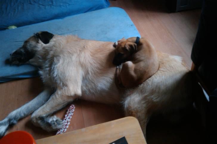 Blanding af racer Walter - Walter med en hvalp vi havde i pleje ... han finder sig i alt billede 2