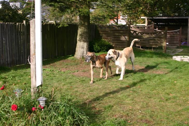 Blanding af racer Walter - Walter med bedste vennen Sally som er en GD billede 3