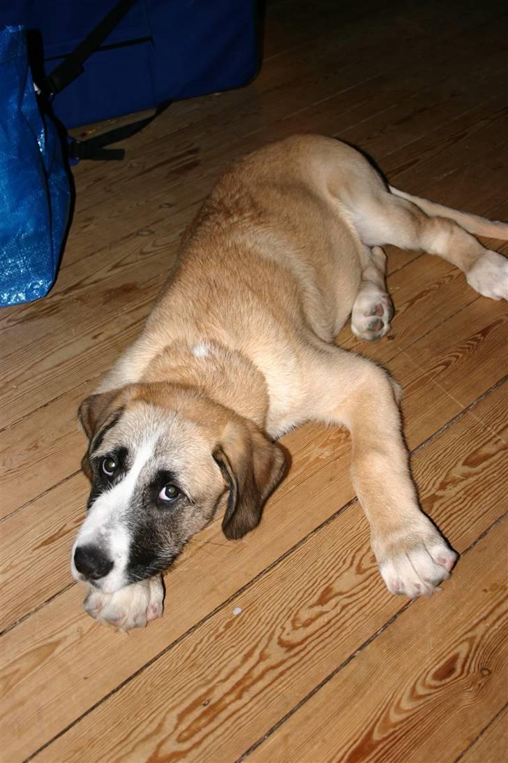 Blanding af racer Walter - Walter som hvalp (ca. 4 mdr.) billede 4