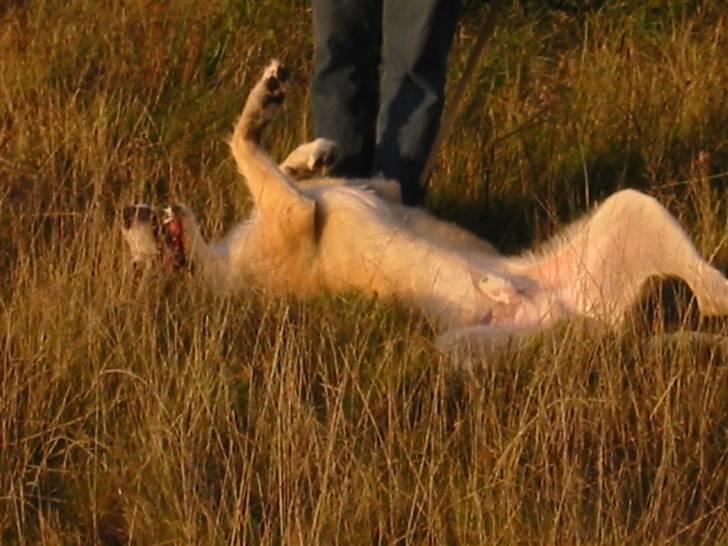 Blanding af racer Walter billede 5