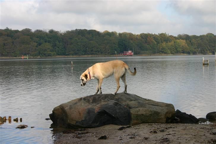 Blanding af racer Walter billede 6