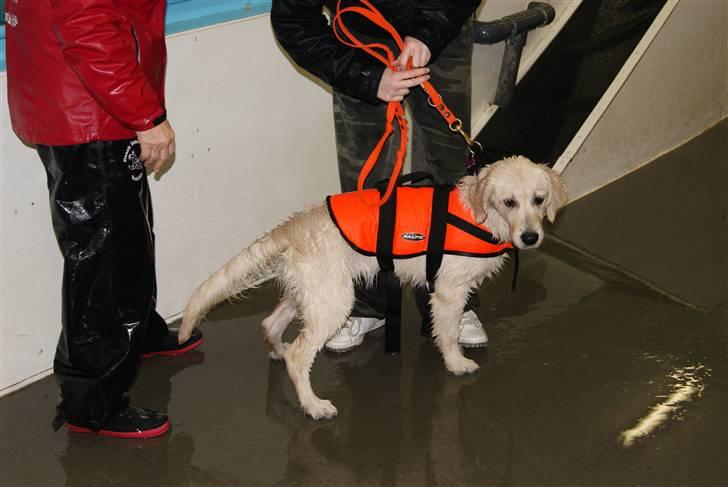 Golden retriever Malou billede 8