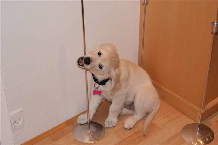 Golden retriever Malou billede 10