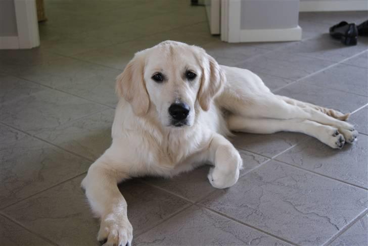 Golden retriever Malou billede 11