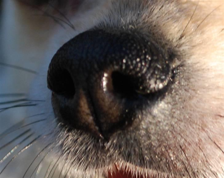 Chihuahua Mille billede 6