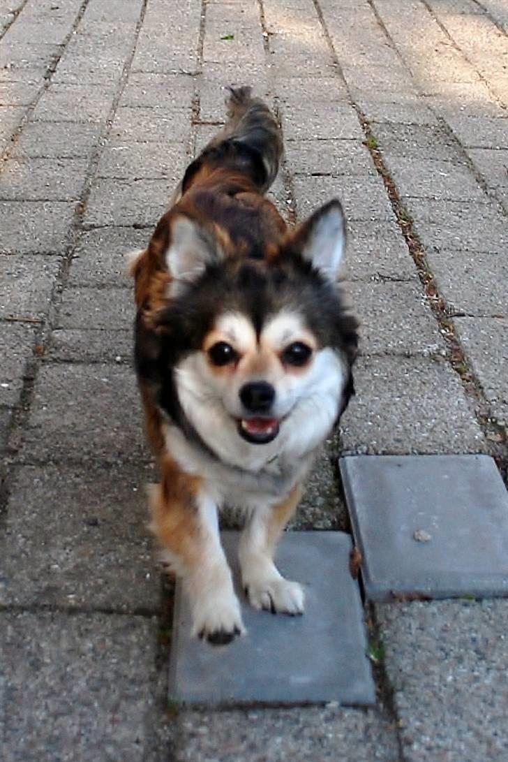 Chihuahua Mille billede 7