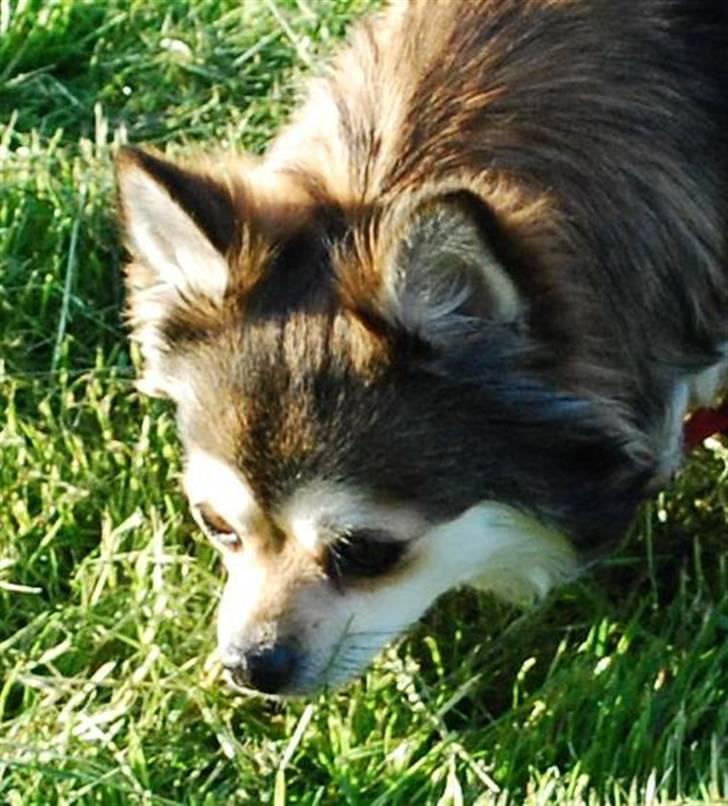 Chihuahua Mille billede 8