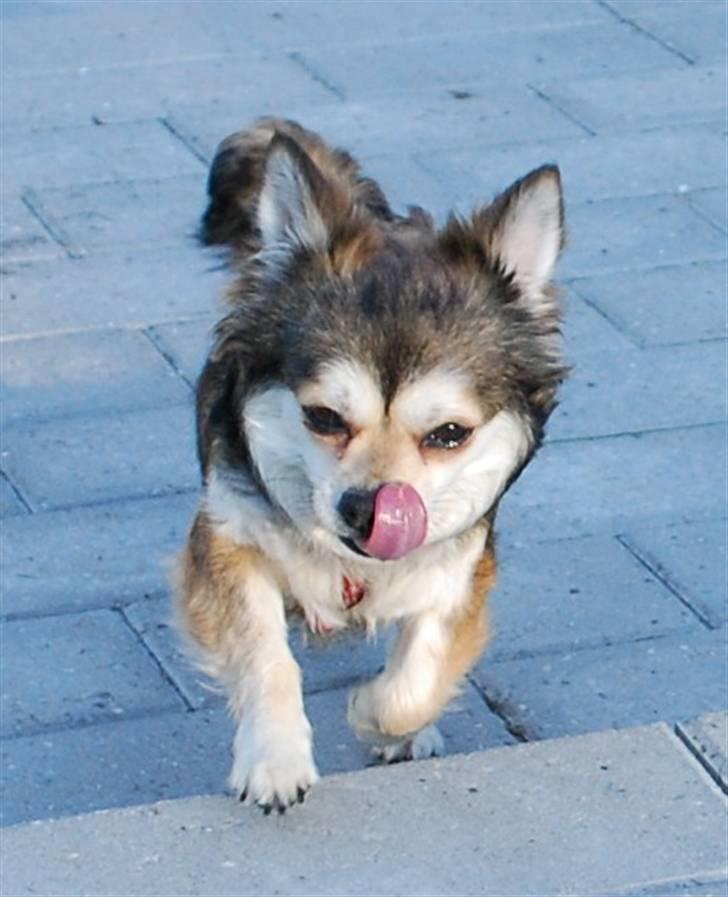 Chihuahua Mille billede 9