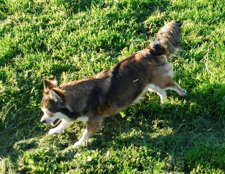 Chihuahua Mille billede 10