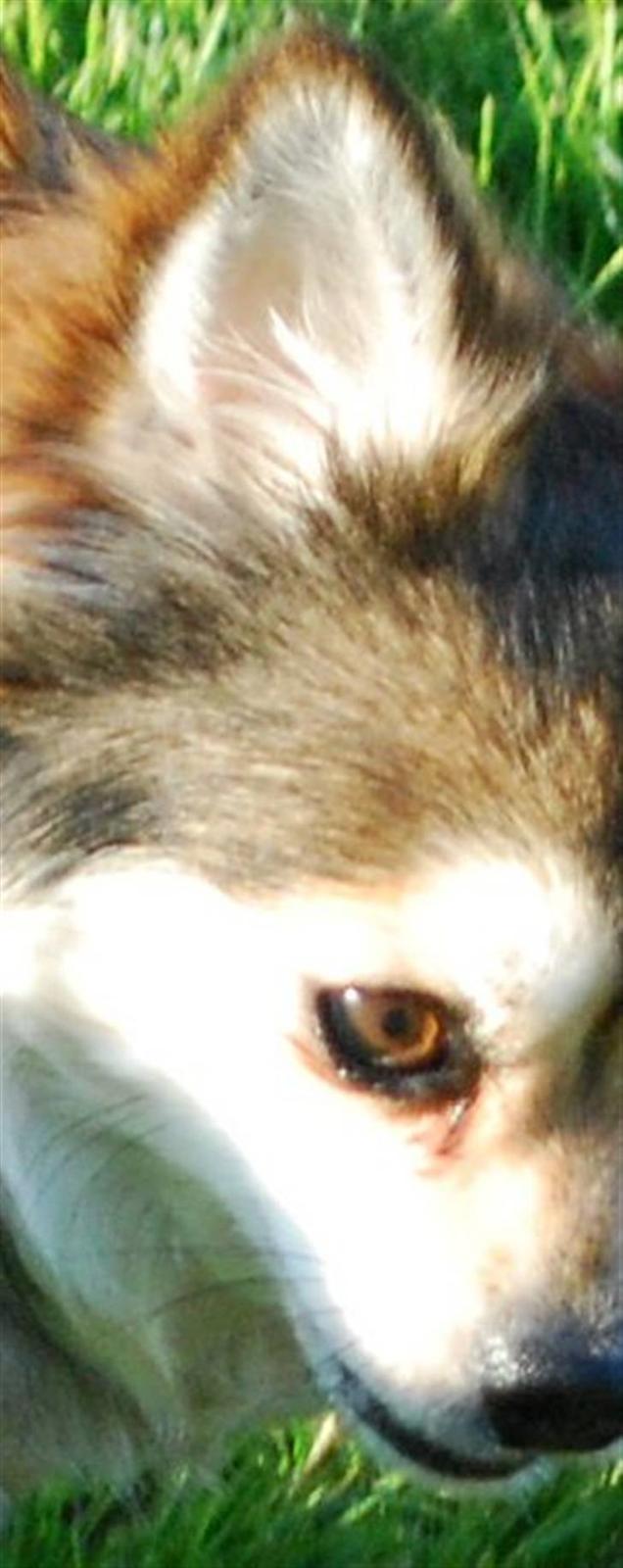 Chihuahua Mille billede 11