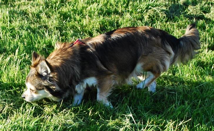 Chihuahua Mille billede 12