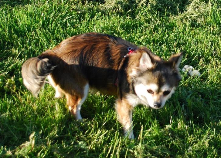 Chihuahua Mille billede 13