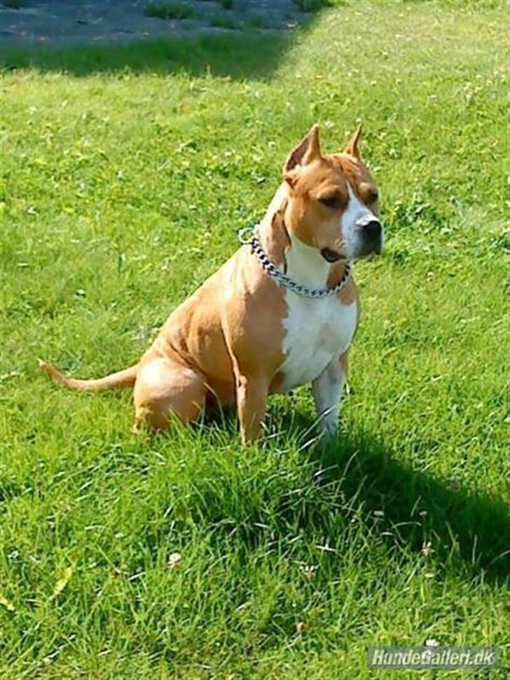 Amerikansk staffordshire terrier MADI Remi-Luka *Jasmin* ( solgt) billede 1