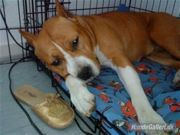 Amerikansk staffordshire terrier MADI Remi-Luka *Jasmin* ( solgt) billede 2