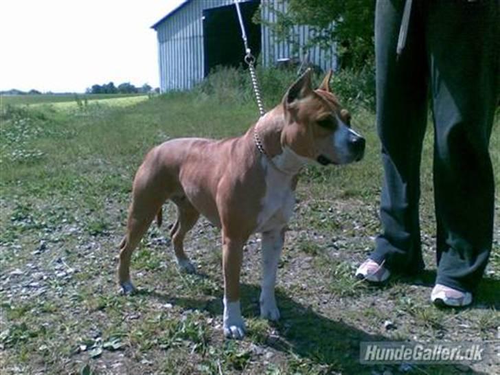 Amerikansk staffordshire terrier MADI Remi-Luka *Jasmin* ( solgt) billede 3