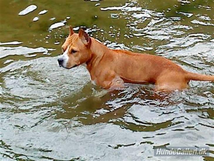 Amerikansk staffordshire terrier MADI Remi-Luka *Jasmin* ( solgt) billede 4