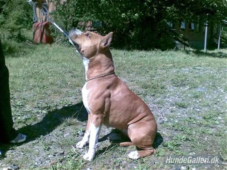 Amerikansk staffordshire terrier MADI Remi-Luka *Jasmin* ( solgt) billede 5