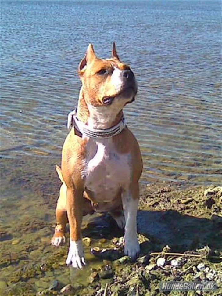 Amerikansk staffordshire terrier MADI Remi-Luka *Jasmin* ( solgt) billede 6