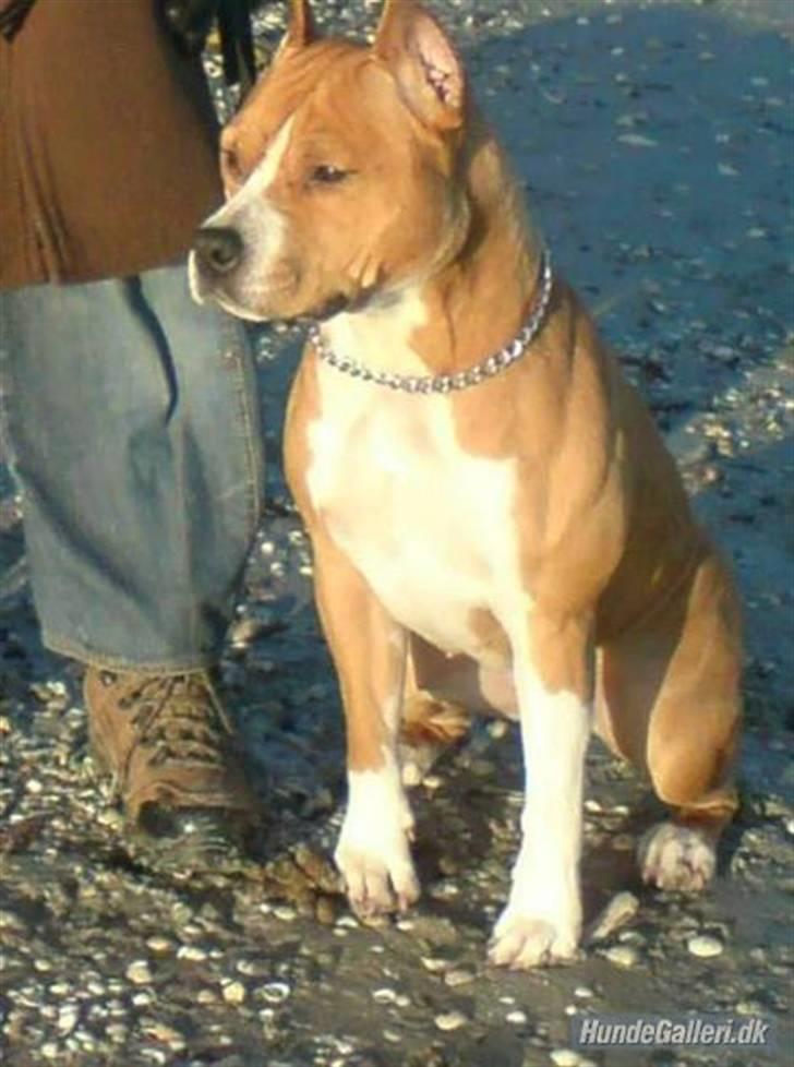 Amerikansk staffordshire terrier MADI Remi-Luka *Jasmin* ( solgt) billede 7