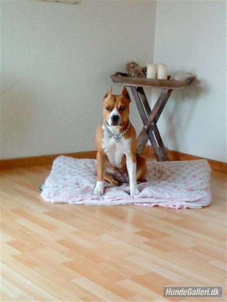 Amerikansk staffordshire terrier MADI Remi-Luka *Jasmin* ( solgt) billede 8