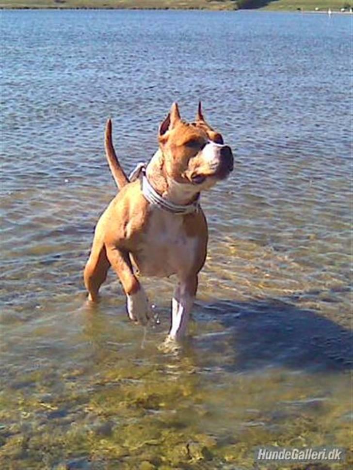 Amerikansk staffordshire terrier MADI Remi-Luka *Jasmin* ( solgt) billede 9