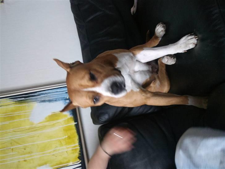 Amerikansk staffordshire terrier MADI Remi-Luka *Jasmin* ( solgt) billede 10