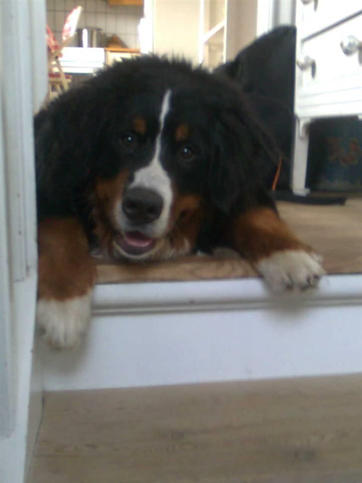 Berner sennenhund Sofus - HEEJ alle sammen:D billede 1