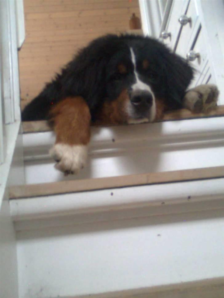 Berner sennenhund Sofus - skal du gå nu? billede 2