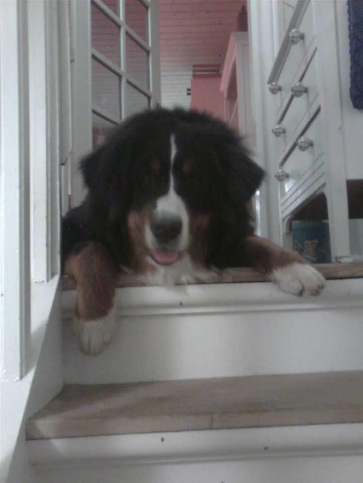 Berner sennenhund Sofus - jeg er træt billede 3