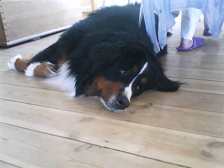 Berner sennenhund Sofus - gå væk jeg sover billede 4