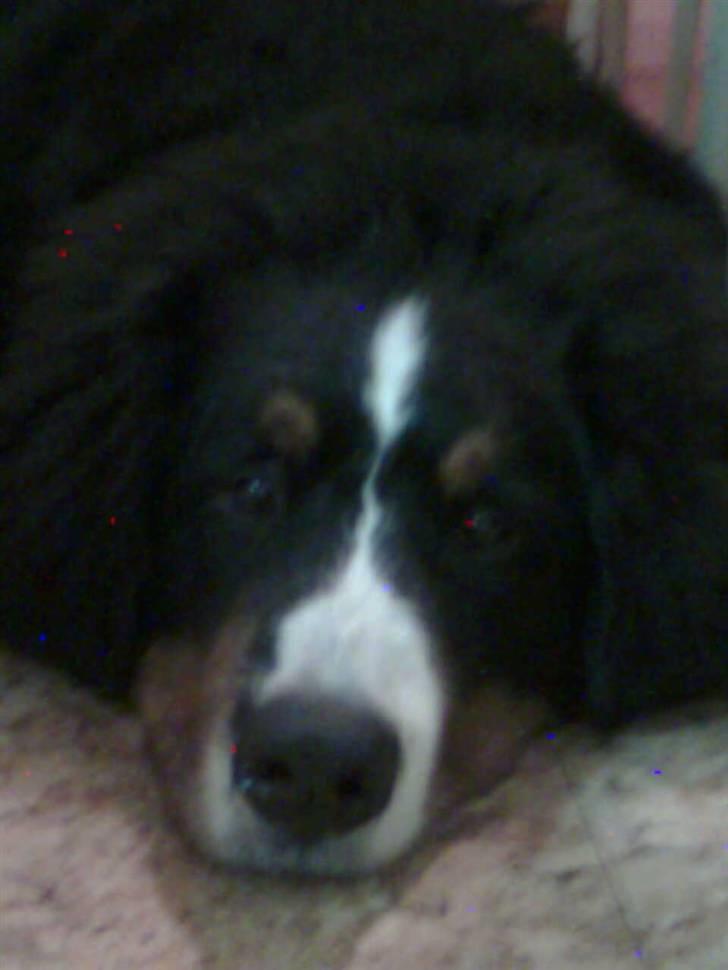 Berner sennenhund Sofus - jeg er træt billede 5