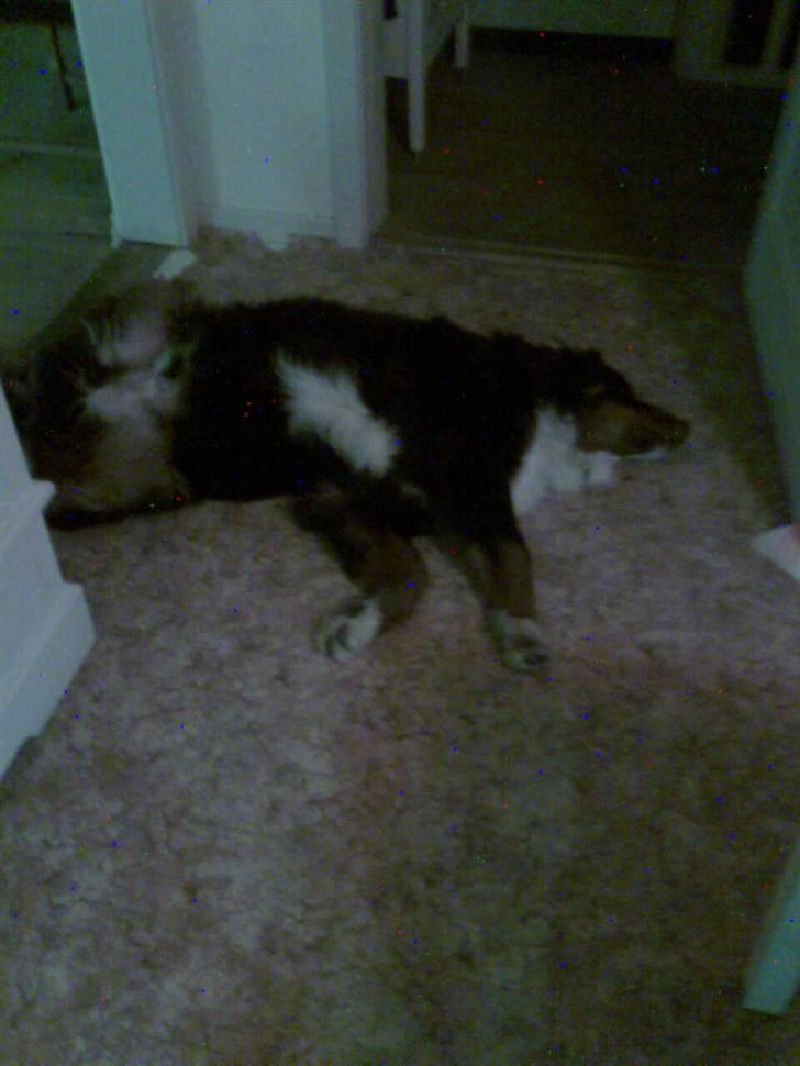 Berner sennenhund Sofus - nu vil jeg sove godnat:D billede 6