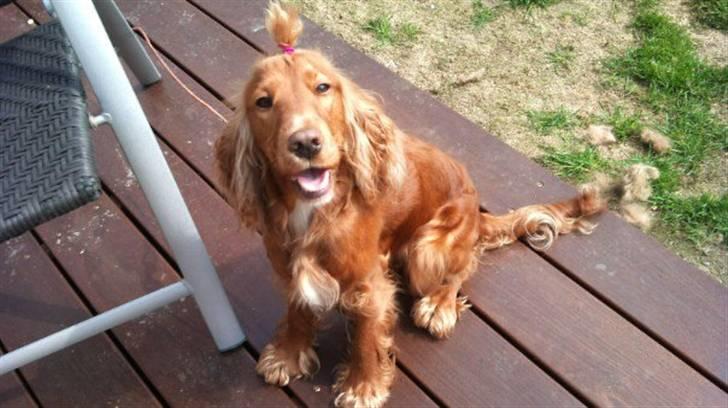 Cocker spaniel chanel (R.I.P. SMUKKE HUND - jeg er så fin med elestik i håret  billede 5